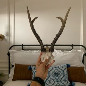 Faux Antler Skull Wall Decor